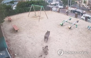 대전도심서 닷새째 멧돼지 출몰 신고…동구·서구서 9마리 포획