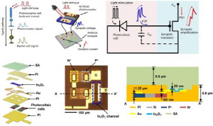 부산대 국제공동연구팀, 인간 망막 닮은 이미지 소자 개발