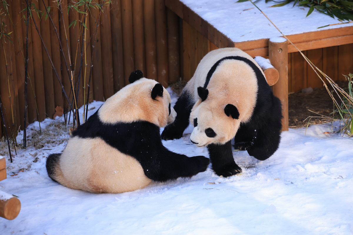 바오패밀리의 활발한 일상 구경·…에버랜드 '윈터 굿모닝' 프로그램 선보여