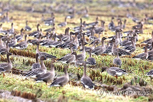 서산시, 천수만 야생조류 사진 공모…금상 100만원