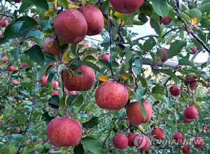 삼척시, 사과 산업 경쟁력 강화…3대 시범사업 추진