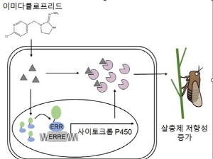 전남대 연구팀, 살충제에도 살아남는 벼멸구 원인 규명