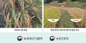 벼 말려죽이는 깨씨무늬병…농진청 
