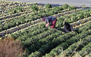 농가 인구 200만명선 무너져…65세 이상 고령자 비중 56%