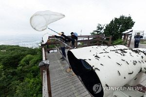러브버그 같은 도심 대발생 곤충, 법정관리종 지정해 관리 강화