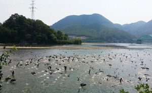 가평군, 5∼6월 민물가마우지 집중 포획…