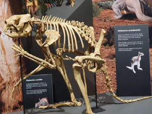 [사이테크 ] 캥거루 도약 체중 한계는?…