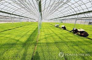 충주시, 못자리은행 육묘 값 동결…상자당 3천700원