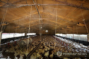 4분기 가축 사육, 닭은 늘고 소·돼지·오리는 줄어