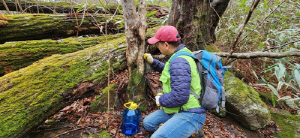 전남 고로쇠 수액 본격 채취…3월까지 판매
