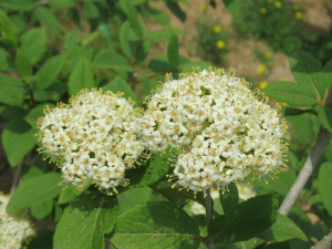 서울식물원, 희귀·특산식물 보전기관 지정