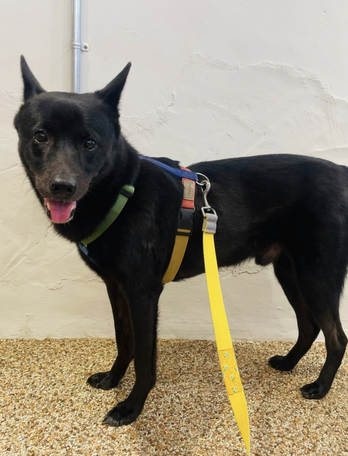 성시경, 긴급 도움 요청..“우리 집에 놀러 왔던 흑당이 실종, 연락 부…