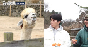 허경환, '놀뭐' 고정되기 힘드네...알파카 침 공격까지 '험난'