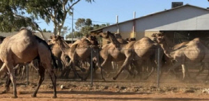 1000마리 이상 야생 낙타, 마을 난입…이유가?