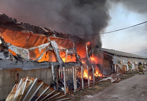 구미 돈사 불, 2시간 반 만에 꺼져…돼지 800마리 폐사