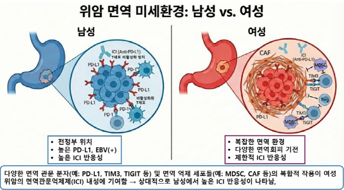 위암 면역항암제도 남녀 효과 달라…'성차 면역학' 고려한 치료 필요