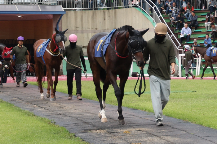 [경마] 2월의 시작을 알리는 렛츠런파크 서울 1800m 1등급 경주