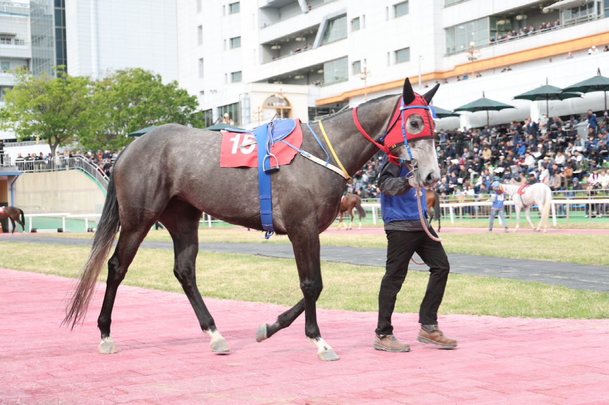 [경마] 2월의 시작을 알리는 렛츠런파크 서울 1800m 1등급 경주