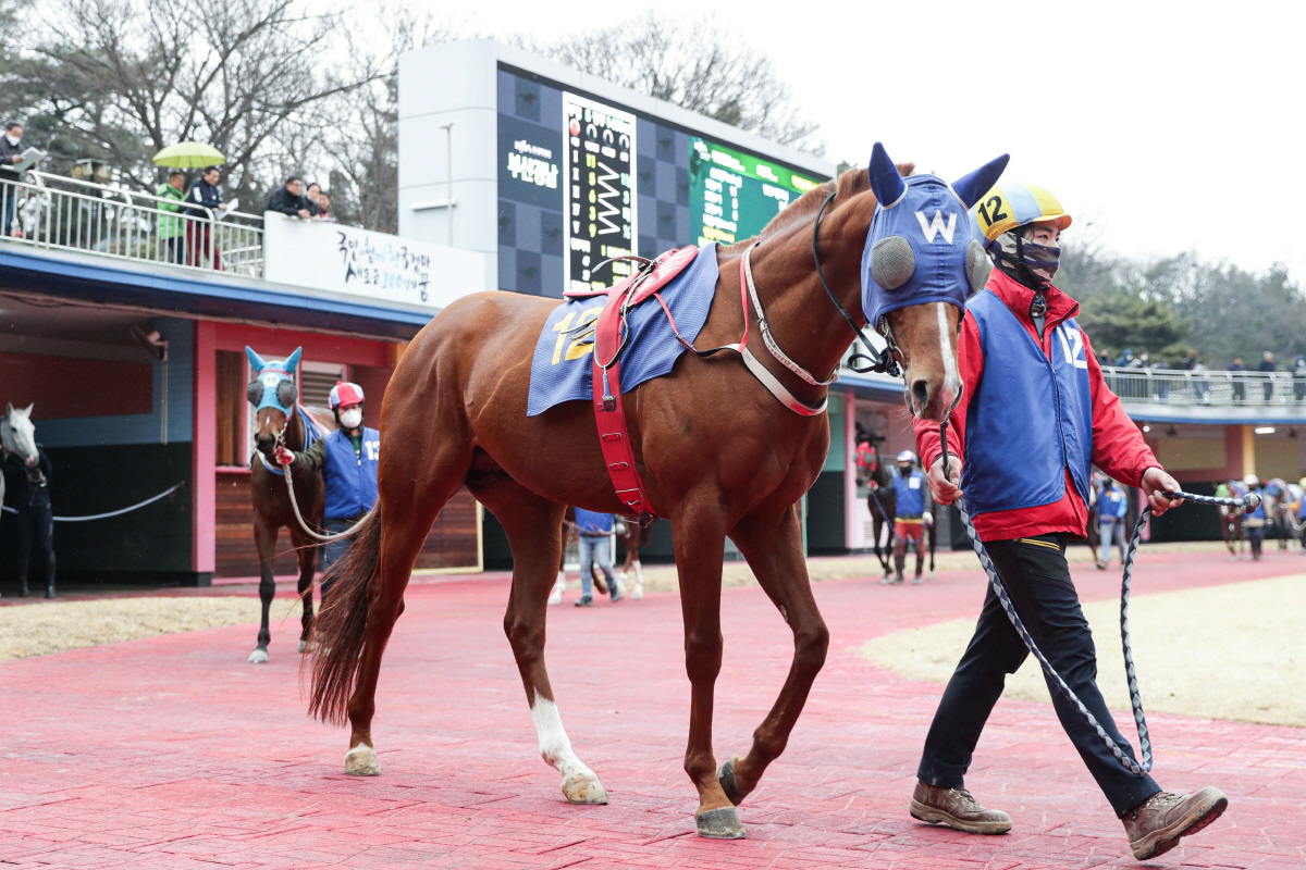 [경마] 2월의 시작을 알리는 렛츠런파크 서울 1800m 1등급 경주