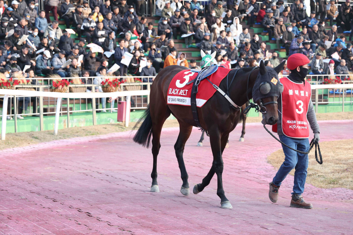 [경마] 2월의 시작을 알리는 렛츠런파크 서울 1800m 1등급 경주
