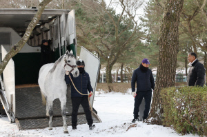 [경마] 세계 챔피언 '닉스고' 제주 입성… 한국마사회, 교배료 전액 무상 지원