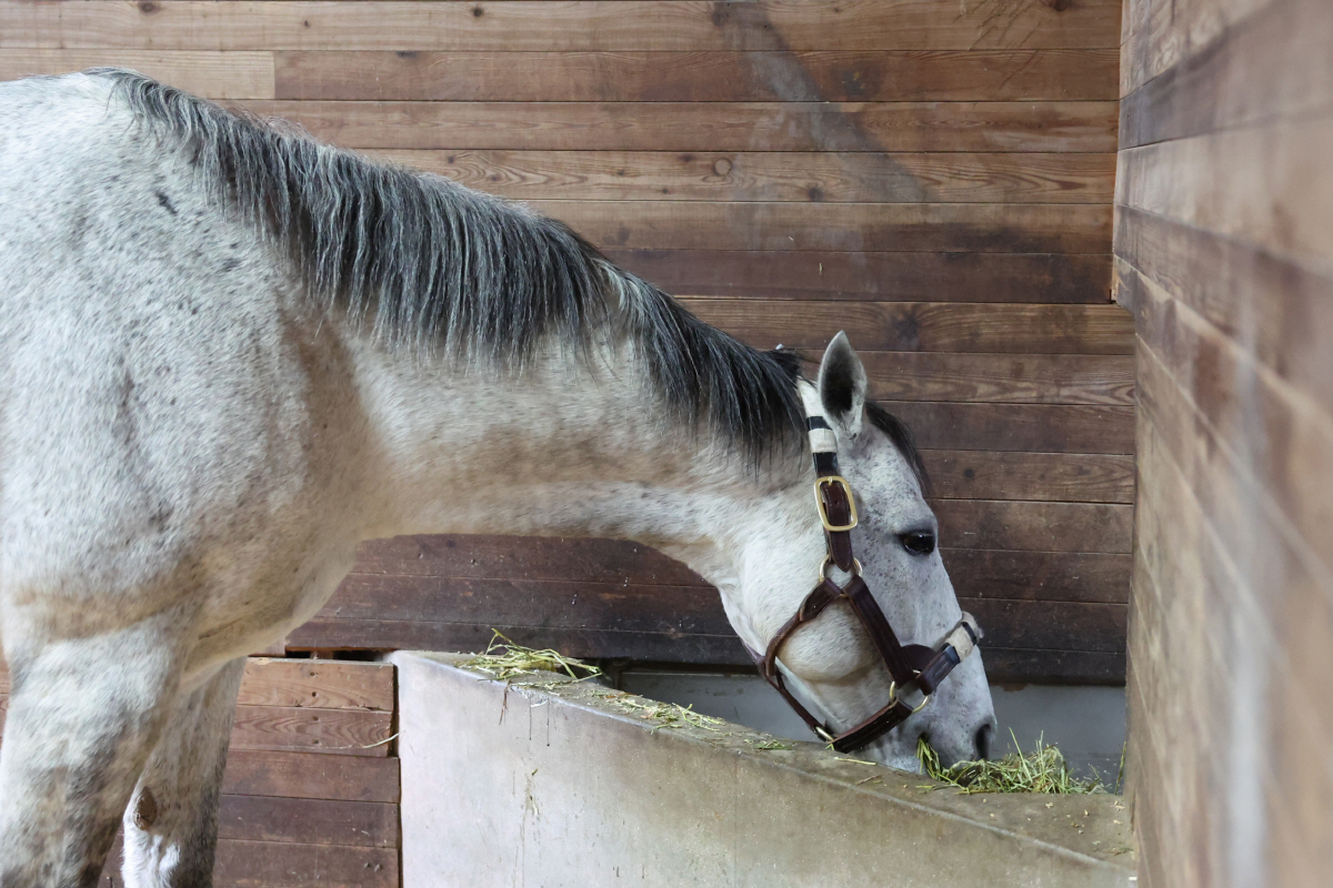 [경마] 세계 챔피언 '닉스고' 제주 입성… 한국마사회, 교배료 전액 무…