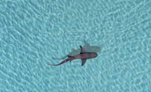 가족 구하려 상어 출몰 바다 4km 헤엄친 13세 소년…