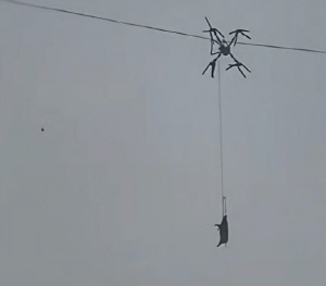 공중에 매달린 돼지…운반하던 드론, 전선에 걸려 10시간 정전