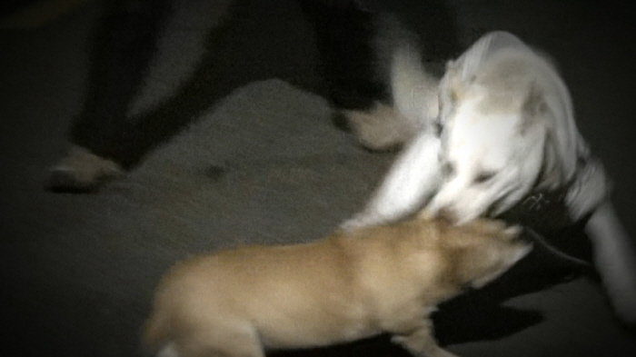 귀한 막내딸 제니, 가출 후 동네 '싸움꾼' 됐다…이경규도 심각(개훌륭)