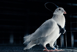 비둘기를 감시 드론으로?…