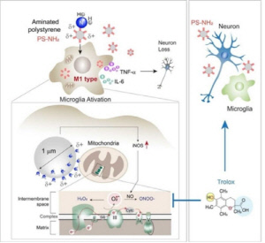미세플라스틱 표면 특성 따른 신경염증 유발 원인 세계 최초 규명