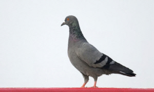 금은방 들어온 비둘기, 금목걸이 물고 날아가 '황당'