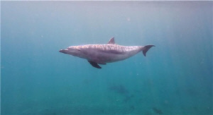 제주에서만 발견되던 '남방큰돌고래' 동해안에서 첫 확인