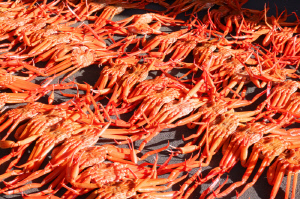 놀고, 먹고, 쉬고…지금은 울진의 시간