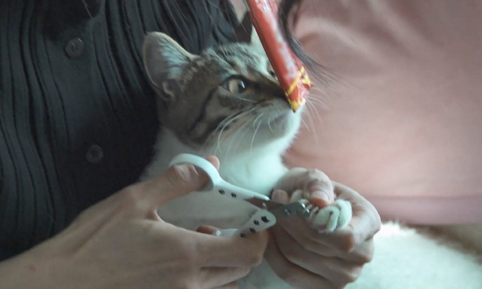 '37세' 옥자연, 새 가족 생겼다..."생일날 운명처럼 만나" ('나혼…