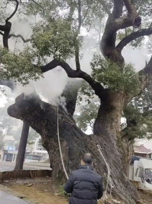1200년 고목, 아이들 폭죽 장난에 고사 위기…10시간 만에 진화