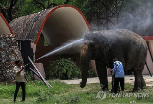인도서 또 야생 코끼리 무리 난동…일가족 4명 포함 6명 사망
