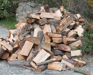 설 연휴 맞아 땔감 구하려다…벌목 중 나무에 부딪힌 80대 중상