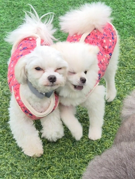 기안84, 母 위해 입양했던 유기견..확 달라진 놀라운 근황 "알콩달콩 …