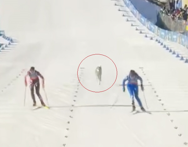 깜짝 해프닝! 올림픽 크로스컨트리 경기 중 '관중견' 난입, 결승선 향한…