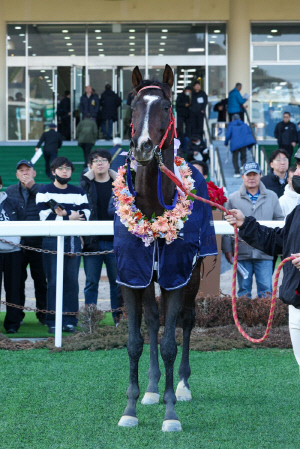 [경마] 2026년 대상경주 첫 승 주인공 '스피드영', 제24회 세계일보배(L) 우승