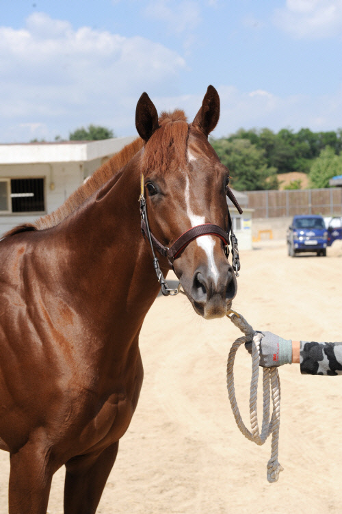 [한국경마 타임캡슐] 2016년 2월 '도전의 계절'