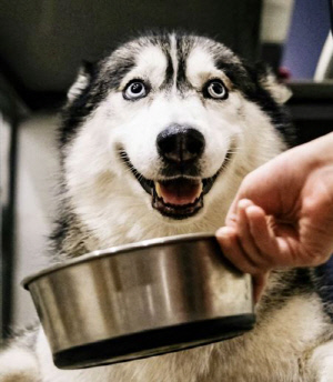 반려견에게 절대 먹이면 안 되는 음식 '5가지'