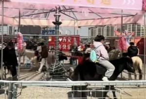 관광지 실제 말로 '회전목마' 논란…