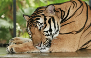 호랑이 72마리 집단 폐사 원인은 '바이러스'…인간 전염은?