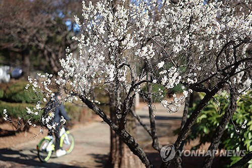 금요일과 3·1절 연휴 막바지 강원영동·남부지방·제주 '봄비'