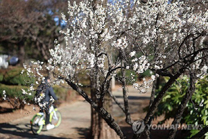금요일과 3·1절 연휴 막바지 강원영동·남부지방·제주 '봄비'