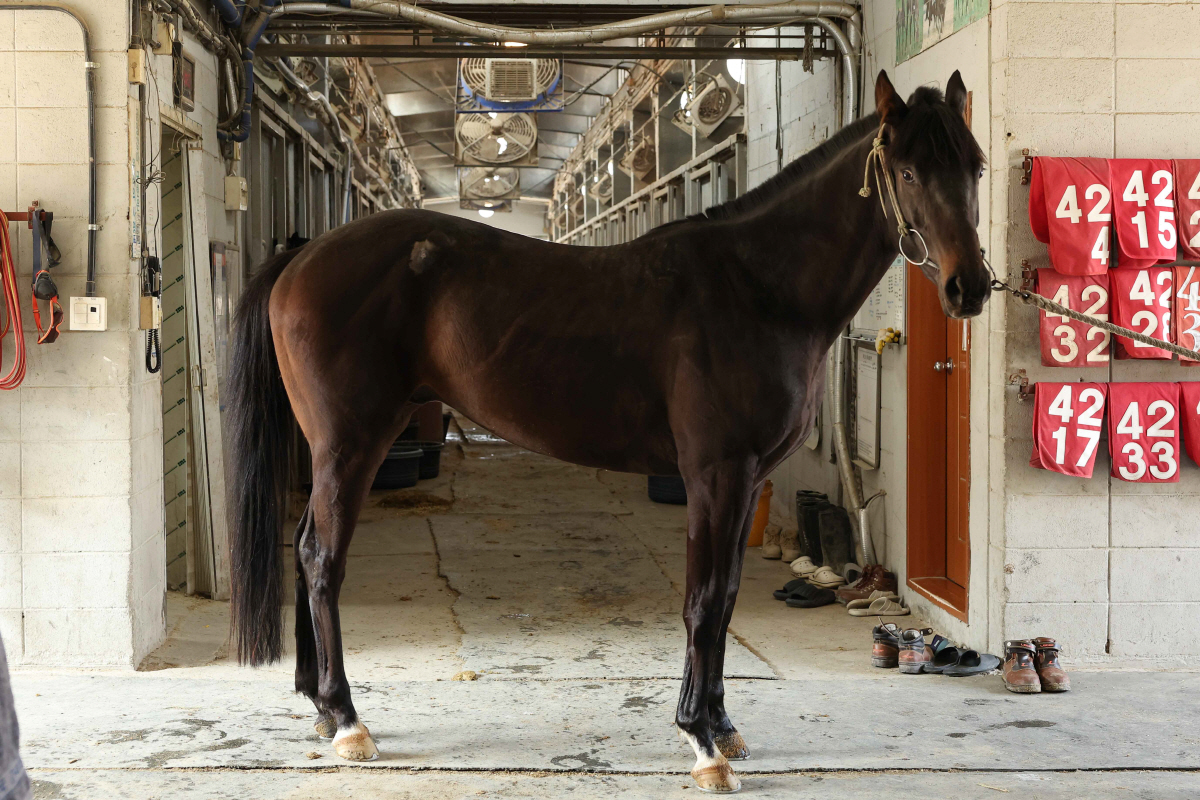 [경마] 3세마 실력 가늠할 무대… 제39회 스포츠서울배(L) 개최