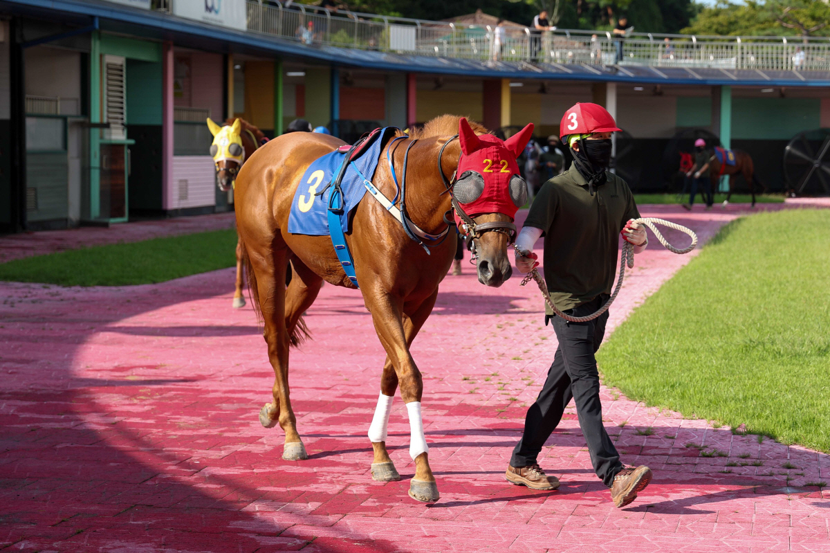 [경마] 3세마 실력 가늠할 무대… 제39회 스포츠서울배(L) 개최
