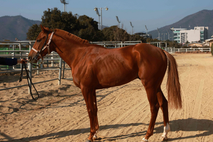 [경마] 삼관마 시리즈 향한 전초전… 내달 1일 제19회 경남신문배 개최